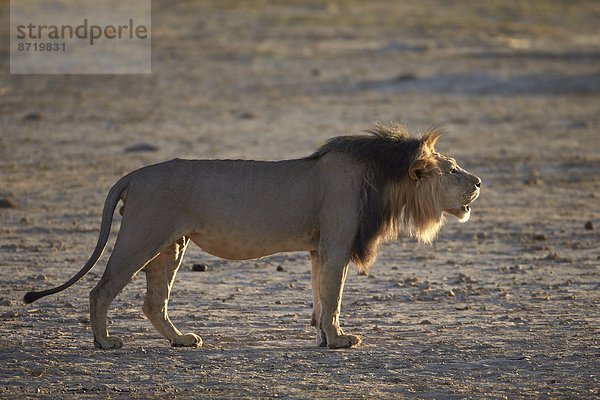 Südliches Afrika  Südafrika  Nostalgie  Kalahari  Afrika