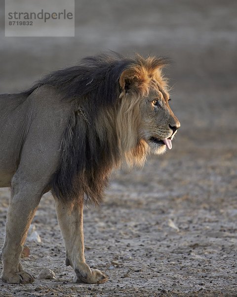 Südliches Afrika  Südafrika  Nostalgie  Kalahari  Afrika