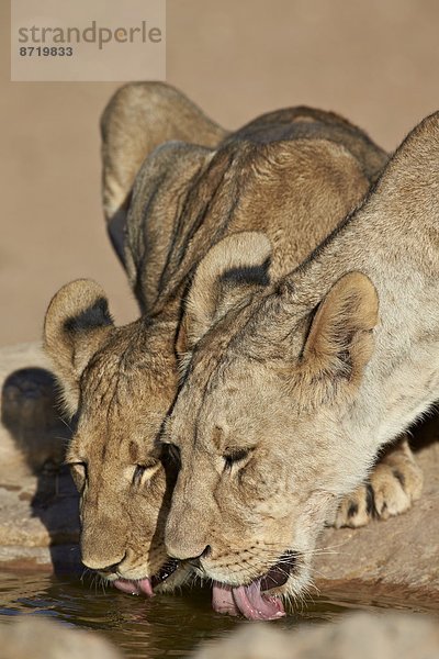 Südliches Afrika  Südafrika  Nostalgie  Kalahari  Afrika