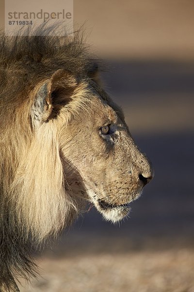 Südliches Afrika  Südafrika  Nostalgie  Kalahari  Afrika