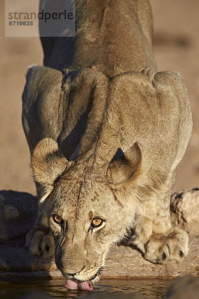 Südliches Afrika  Südafrika  Nostalgie  Kalahari  Afrika