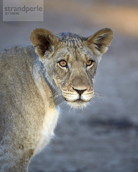 Südliches Afrika  Südafrika  Nostalgie  Kalahari  Afrika