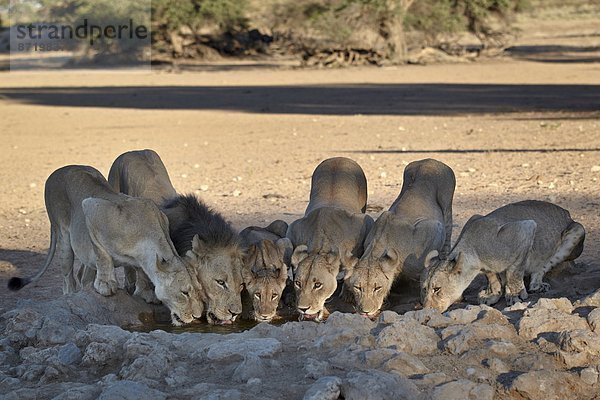 Südliches Afrika  Südafrika  Nostalgie  Kalahari  Afrika