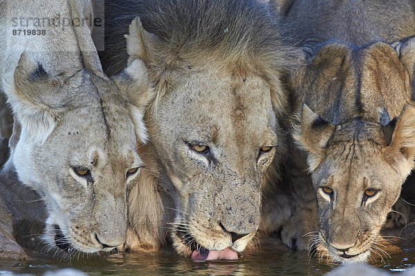 Südliches Afrika  Südafrika  Raubkatze  Löwe  Panthera leo  Nostalgie  2  trinken  Jungtier  Kalahari  Afrika  Löwe - Sternzeichen