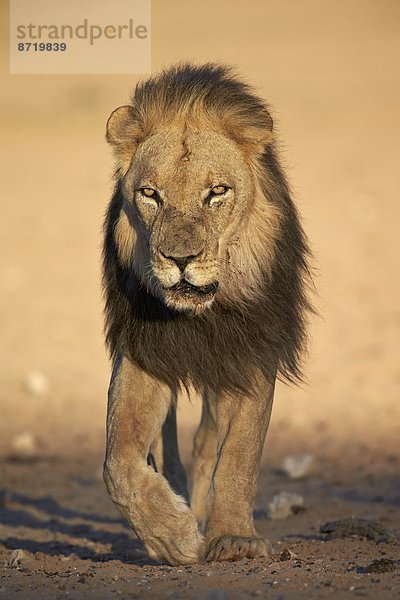 Südliches Afrika  Südafrika  Nostalgie  Kalahari  Afrika