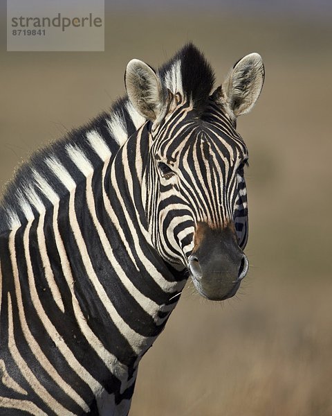 Südliches Afrika Südafrika klar Steppenzebra Equus quagga Afrika Zebra equus burchelli Zebra