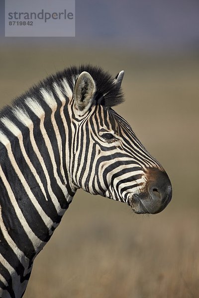 Südliches Afrika Südafrika klar Steppenzebra Equus quagga Afrika Zebra equus burchelli Zebra