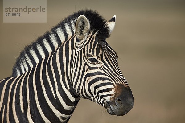 Südliches Afrika Südafrika klar Steppenzebra Equus quagga Afrika Zebra equus burchelli Zebra