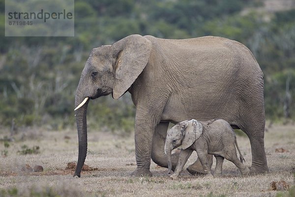 Südliches Afrika  Südafrika  Afrika