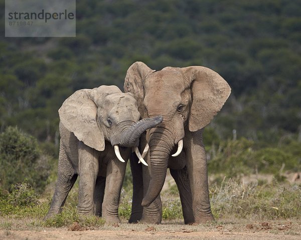 Südliches Afrika  Südafrika  Bulle  Stier  Stiere  Bullen  Elefant  Sparring  Afrika