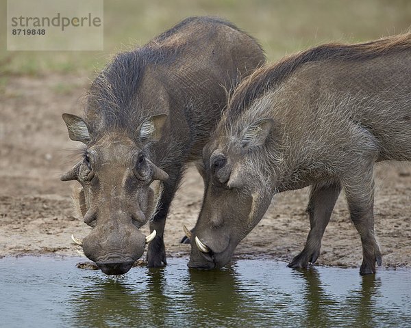 Südliches Afrika  Südafrika  Warzenschwein  Phacochoerus aethiopicus  Wasser  Loch  2  Afrika