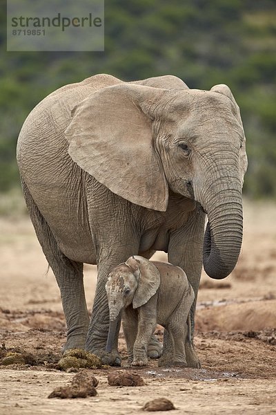 Südliches Afrika  Südafrika  Elefant  Mutter - Mensch  Afrika  Baby