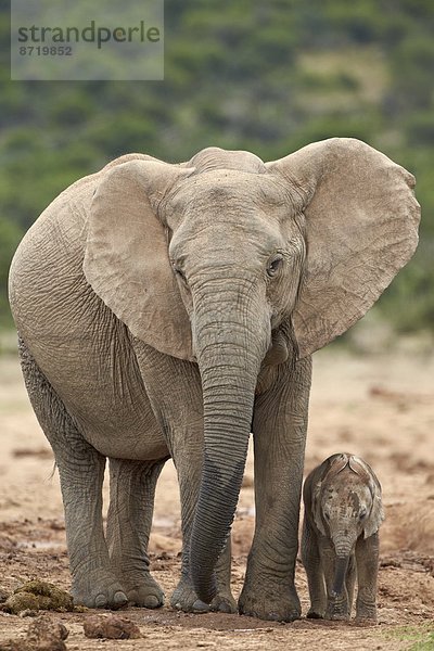 Südliches Afrika  Südafrika  Elefant  Mutter - Mensch  Afrika  Baby