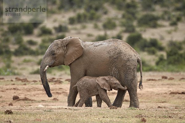 Südliches Afrika  Südafrika  Elefant  Mutter - Mensch  Afrika  Baby