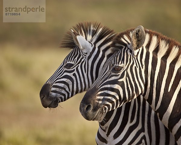 Südliches Afrika Südafrika klar abschleppen Steppenzebra Equus quagga Afrika Zebra equus burchelli Zebra