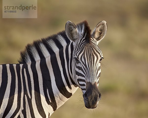 Südliches Afrika Südafrika klar Steppenzebra Equus quagga Afrika Zebra equus burchelli Zebra