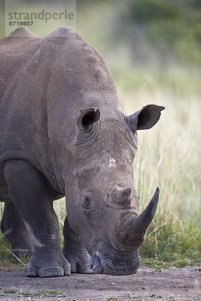 Südliches Afrika  Südafrika  Afrika