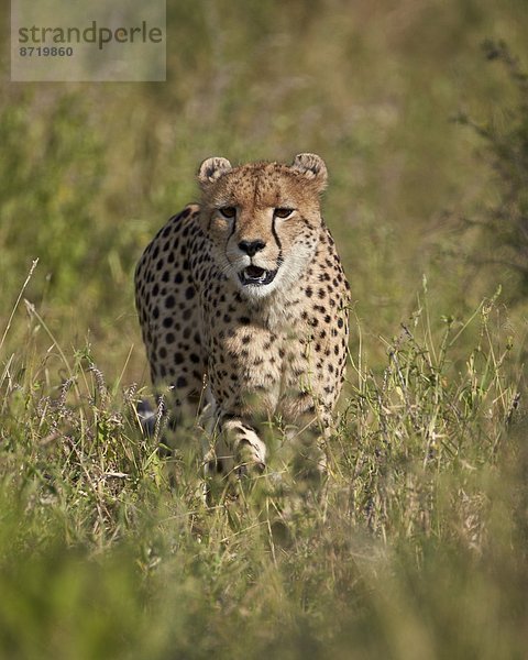 Südliches Afrika  Südafrika  Kruger Nationalpark  Afrika