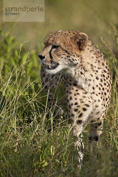 Südliches Afrika  Südafrika  Kruger Nationalpark  Afrika