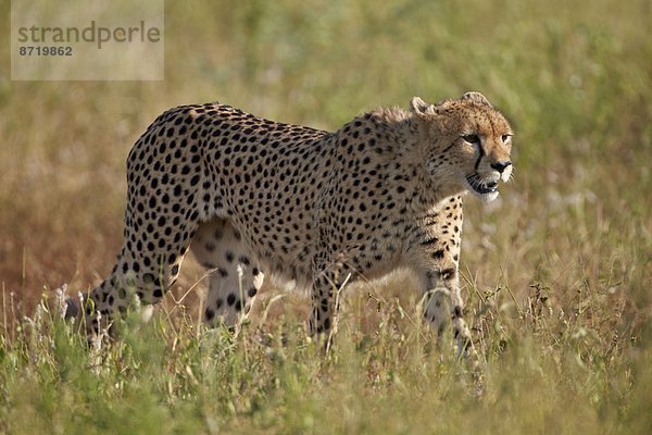 Südliches Afrika  Südafrika  Kruger Nationalpark  Afrika