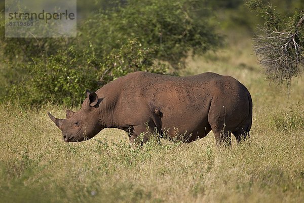 Südliches Afrika  Südafrika  schwarz  Kruger Nationalpark  Afrika  Nashorn