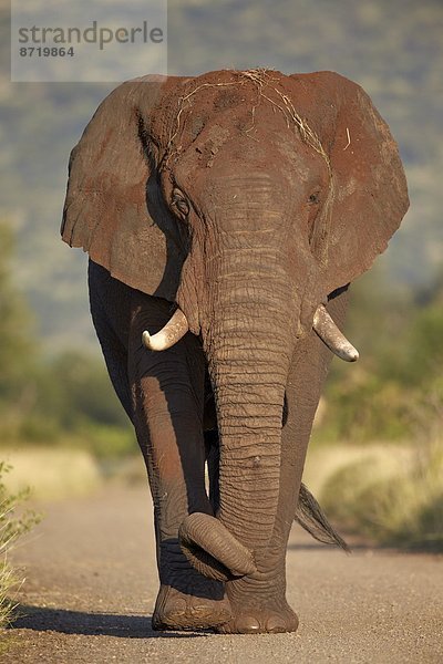 Südliches Afrika  Südafrika  Kruger Nationalpark  Afrika