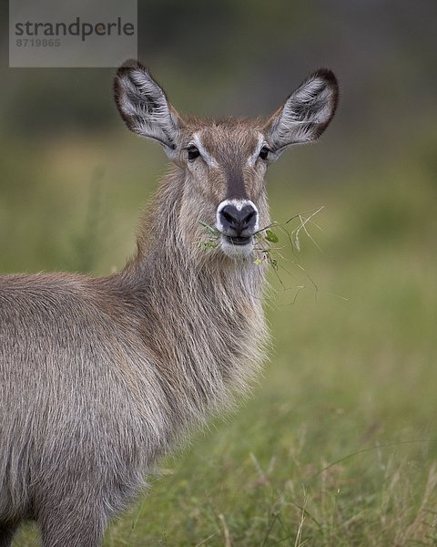 Südliches Afrika  Südafrika  Wasserbock  Kobus ellipsiprymnus  Kruger Nationalpark  Afrika