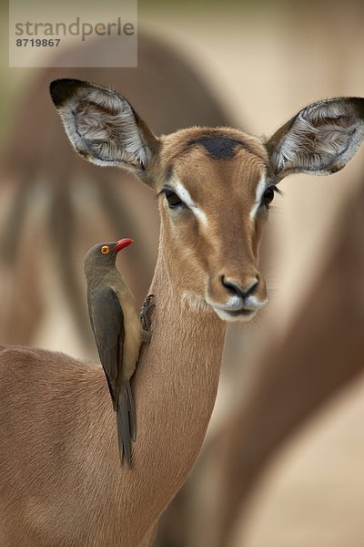 Südliches Afrika  Südafrika  Impala  Aepyceros melampus  Madenhacker  Buphagus  rot  Rechnung  Kruger Nationalpark  Afrika