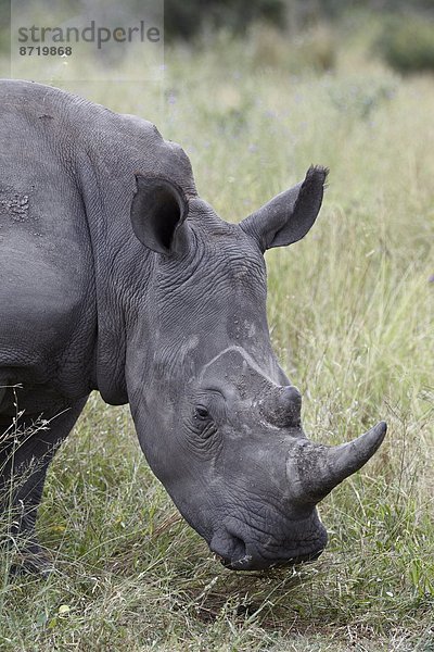 Weißes Nashorn (Ceratotherium Simum)  Krüger Nationalpark  Südafrika  Afrika