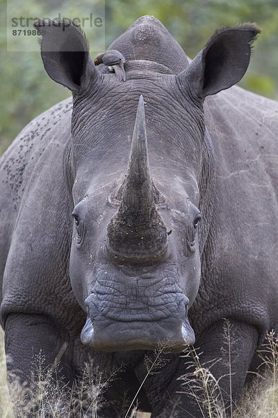 Weißes Nashorn (Ceratotherium Simum)  Krüger Nationalpark  Südafrika  Afrika