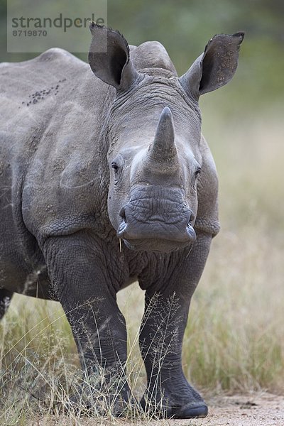 Südliches Afrika  Südafrika  Kruger Nationalpark  Afrika