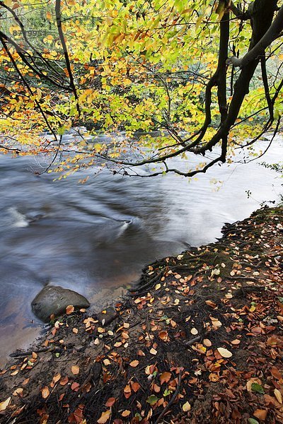 Europa Baum Großbritannien Fluss Herbst Yorkshire and the Humber Schlucht England North Yorkshire überhängen