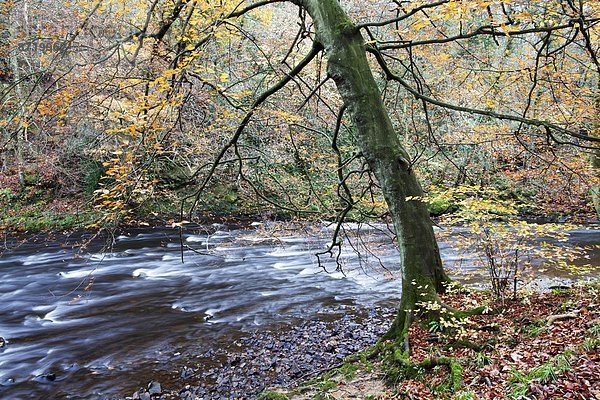 Laubwald  Europa  Baum  Großbritannien  Fluss  Herbst  Yorkshire and the Humber  Schlucht  England  North Yorkshire