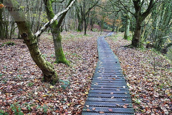 nahe  Laubwald  Europa  Großbritannien  Brücke  Yorkshire and the Humber  Schlucht  England  North Yorkshire