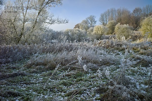 Winter  Großbritannien  Stilleben  still  stills  Stillleben  Cotswolds  Frost