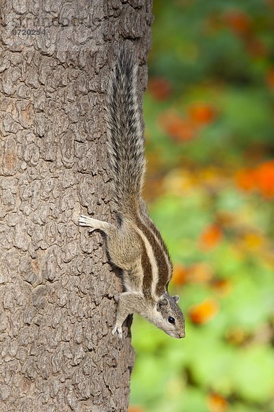 Hörnchen  Sciuridae  Gebäude  Nostalgie  Garten  Delhi  Hauptstadt  Indien  Residenz