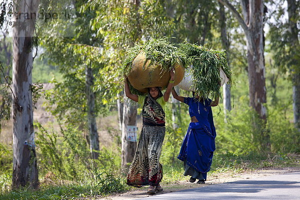 Frau  tragen  Tier  Feld  füttern  Indien  indische Abstammung  Inder  Agra  Uttar Pradesh