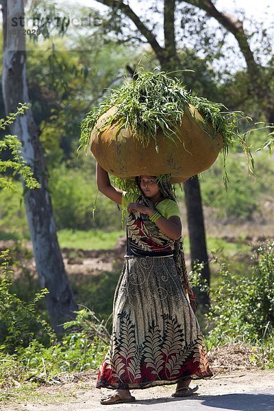 Frau  tragen  Tier  Feld  füttern  Indien  indische Abstammung  Inder  Agra  Uttar Pradesh