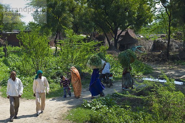 Frau  tragen  arbeiten  Tier  Dorf  Feld  füttern  Indien  indische Abstammung  Inder  Agra  Uttar Pradesh