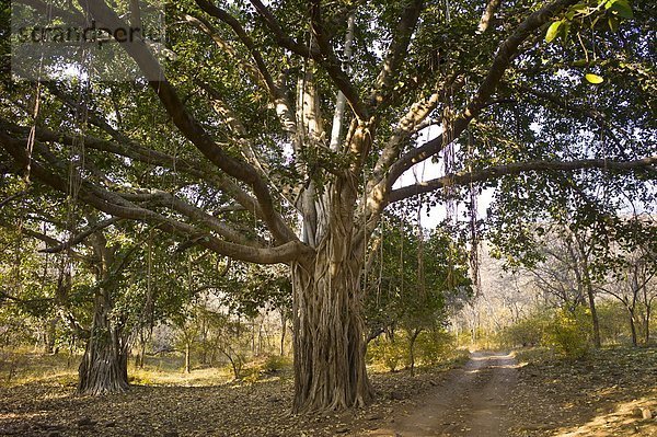 Baum  antik  Rajasthan