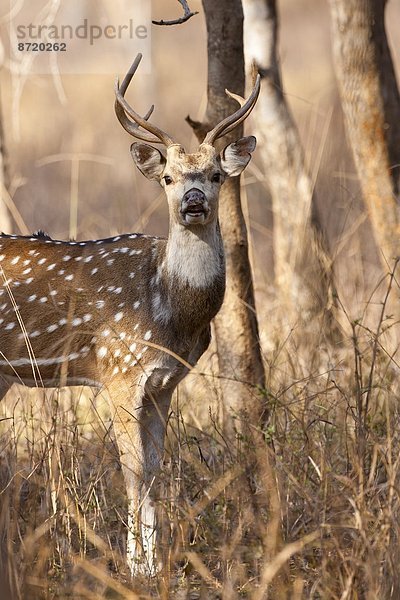 Rajasthan