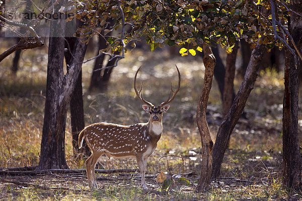 Rajasthan