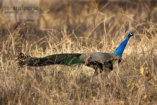 Pfau  Rajasthan