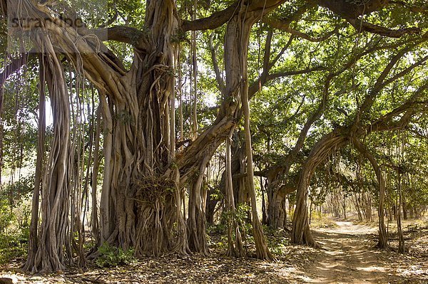 Baum  antik  alt  Rajasthan