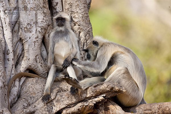 Baum  Hygiene  Indien  Rajasthan