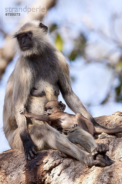 Baum  Baby  Indien  Rajasthan