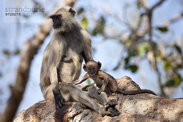 Baum  Baby  Indien  Rajasthan