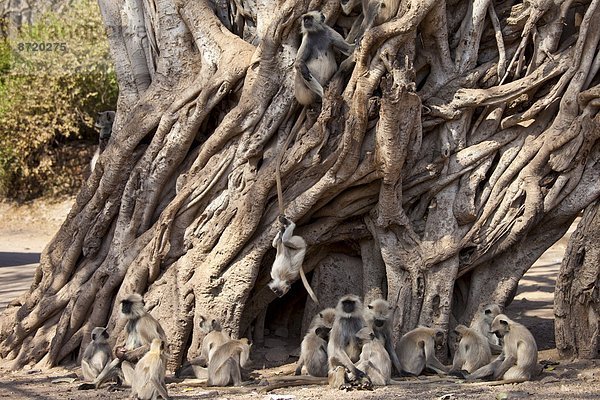 Baum  Rajasthan