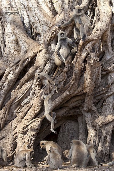 Baum  Rajasthan