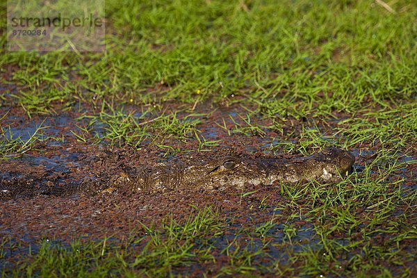 Krokodil  Rajasthan  Sumpf